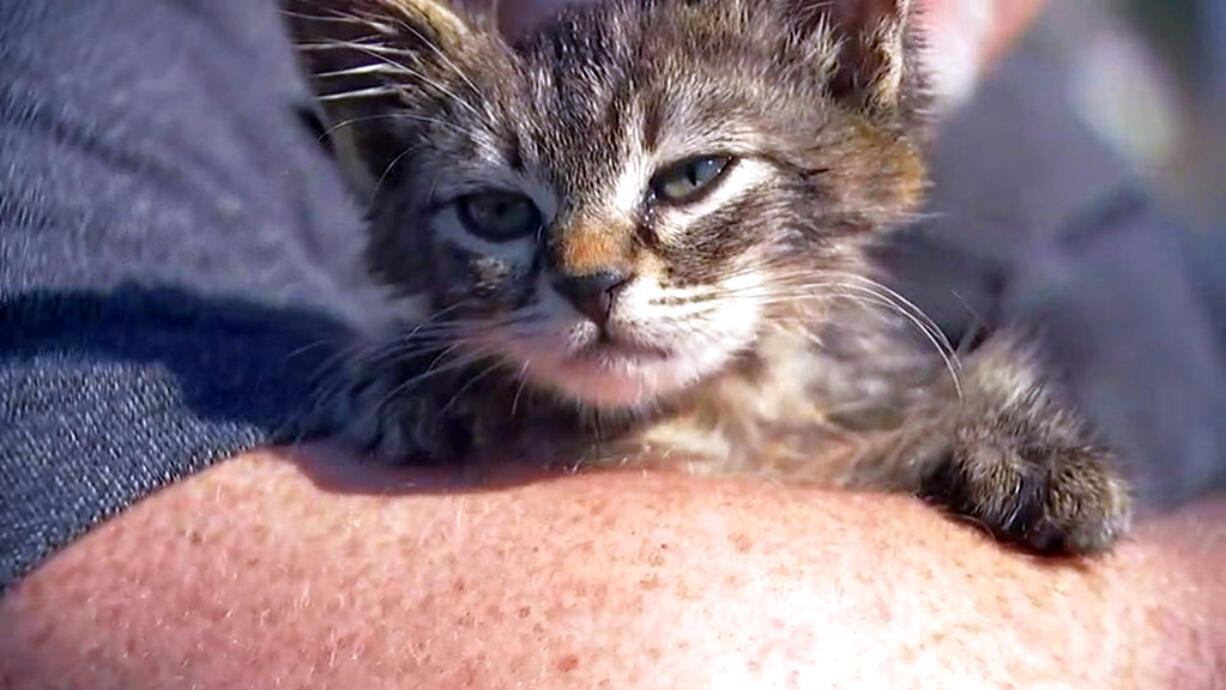 This photo provided by Fox 12 Oregon shows a small kitten that was recently found glued to a busy road near Silverton, Ore.