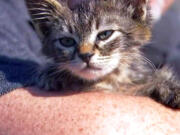 This photo provided by Fox 12 Oregon shows a small kitten that was recently found glued to a busy road near Silverton, Ore.