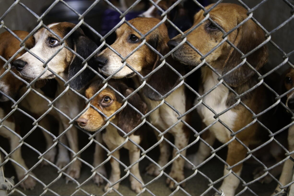 Rescued beagles peer out from their kennel at the The Lehigh County Humane Society in Allentown, Pa. The Lehigh County Humane Society started accepting adoption applications Thursday, Oct. 19, after receiving thousands of inquiries. The dogs were rescued this month from a home outside Allentown where a woman had been breeding them without a license before she died last month.