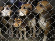 Rescued beagles peer out from their kennel at the The Lehigh County Humane Society in Allentown, Pa. The Lehigh County Humane Society started accepting adoption applications Thursday, Oct. 19, after receiving thousands of inquiries. The dogs were rescued this month from a home outside Allentown where a woman had been breeding them without a license before she died last month.