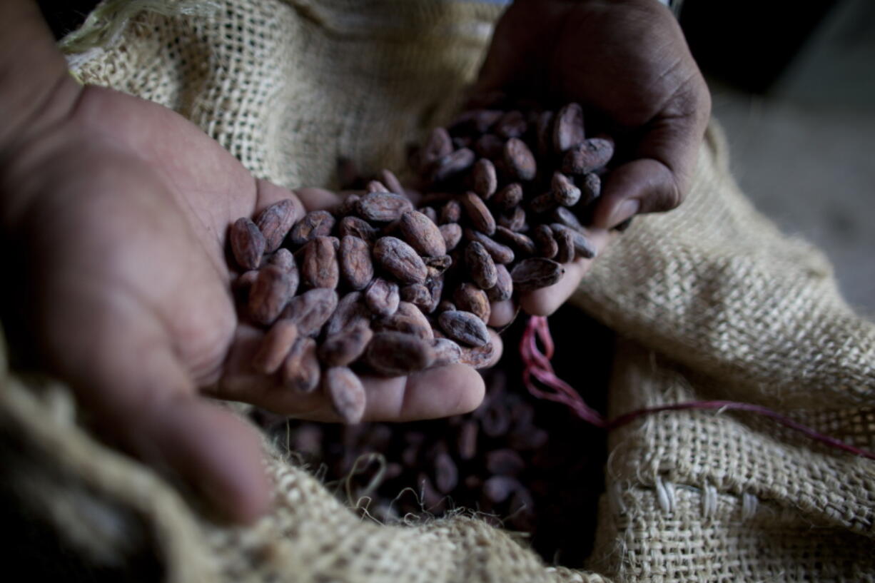 A worker holds dried cacao seeds at a plantation in Cano Rico, Venezuela, in November 2012. A paper published Monday says tests indicate traces of cacao on artifacts from a South American archeologic site estimated to be 5,400 years old.