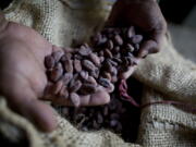 A worker holds dried cacao seeds at a plantation in Cano Rico, Venezuela, in November 2012. A paper published Monday says tests indicate traces of cacao on artifacts from a South American archeologic site estimated to be 5,400 years old.