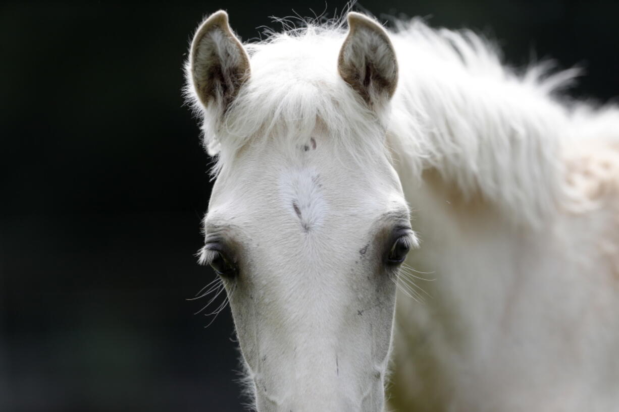 In this July 17, 2018, photo, a Pine Tacky Choctaw cross stud colt is seen on Bill Frank Brown’s farm in Poplarville, Miss. An aging stallion found by accident on a Mississippi farm is bringing the first new blood in a century for a line of horses brought to America by Spanish conquistadors and bred by Choctaw Indians who were later forced out of their ancestral homelands.