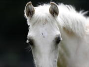 In this July 17, 2018, photo, a Pine Tacky Choctaw cross stud colt is seen on Bill Frank Brown’s farm in Poplarville, Miss. An aging stallion found by accident on a Mississippi farm is bringing the first new blood in a century for a line of horses brought to America by Spanish conquistadors and bred by Choctaw Indians who were later forced out of their ancestral homelands.