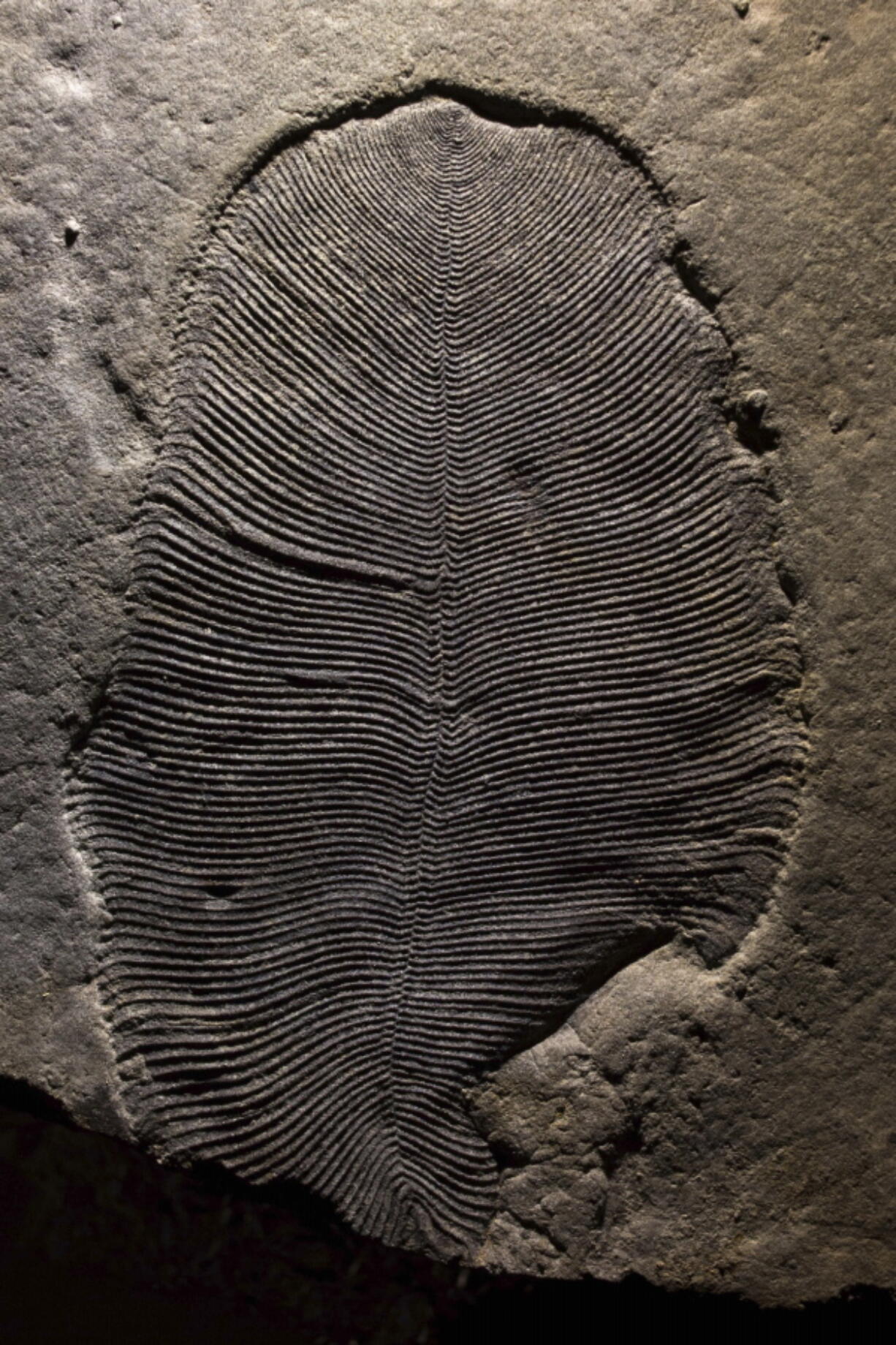 A Dickinsonia fossil from the White Sea area of Russia. The body is about 3.5 inches long. In a report released Sept. 20, scientists say they’ve confirmed that these fossils from more than 500 million years ago are traces of an animal, which makes that creature one of the earliest known.