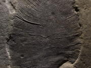 A Dickinsonia fossil from the White Sea area of Russia. The body is about 3.5 inches long. In a report released Sept. 20, scientists say they’ve confirmed that these fossils from more than 500 million years ago are traces of an animal, which makes that creature one of the earliest known.