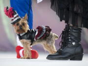 Gigi, the Yorkshire terrier, struts her steam punk attire during the Fantasy Fest Pet Masquerade in Key West, Fla. The competition was a facet of events during the island city’s 10-day Fantasy Fest costuming and masking celebration.