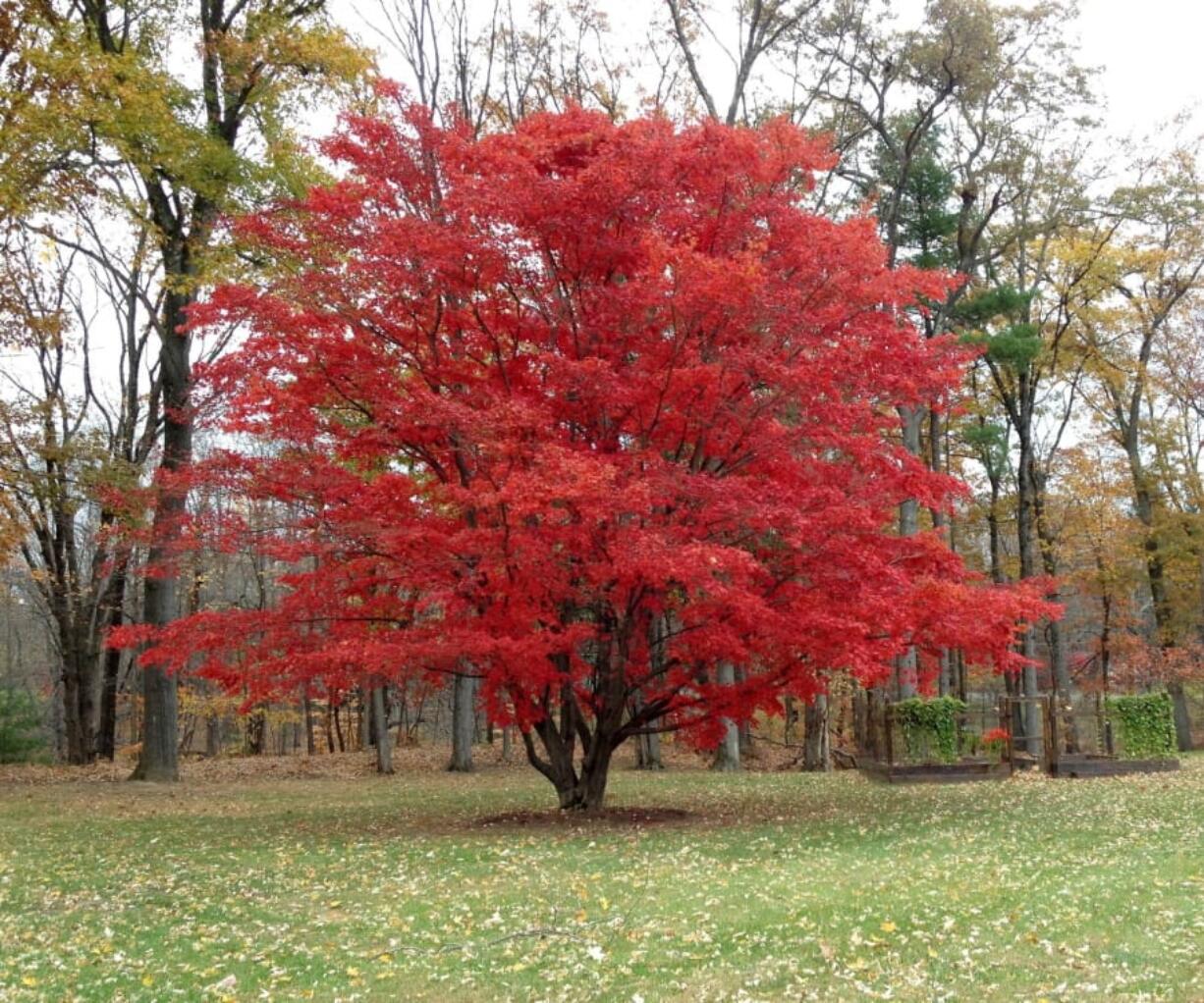 A Japanese maple tree in Tillson, N.Y. The bold red of this Japanese maple reflects not only the tree’s genetics but also autumn weather, with sunny days and cool nights bringing out the best in the leaves.