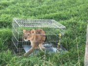 An abandoned lion cub is caged after being found in a field, near Tienhoven, Netherlands. A jogger’s run through the Dutch countryside turned into a walk on the wild side when he discovered a lion cub in a field. Police say the young cub was found Sunday in a cage dumped in a field near Tienhoven between the central cities of Utrecht and Hilversum. Police have taken to Twitter to appeal for help in tracing the animal’s owner, while the young cub, a male believed to be about five months old, is being cared for by a foundation that looks after big cats.