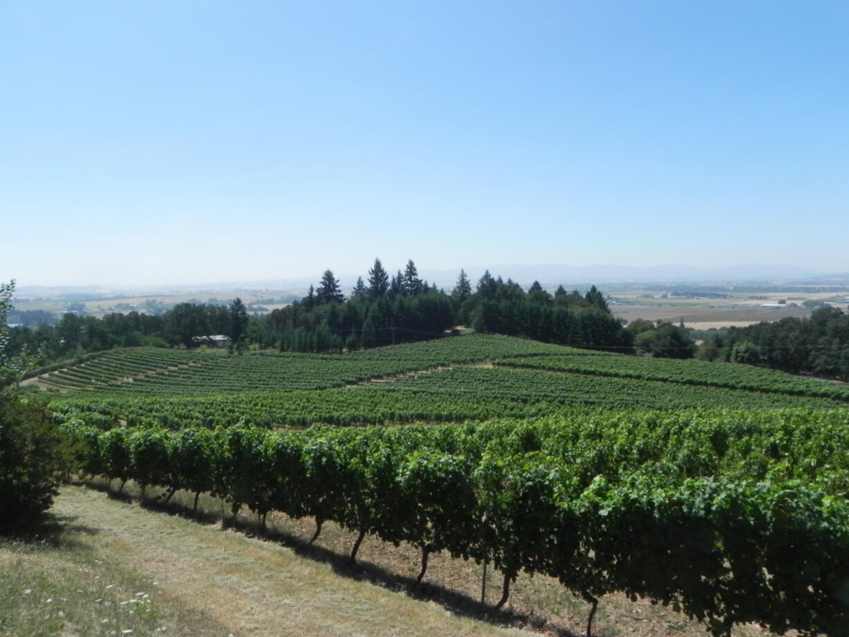 Vines spilling down toward the Willamette Valley in Amity, Ore. Joseph B.