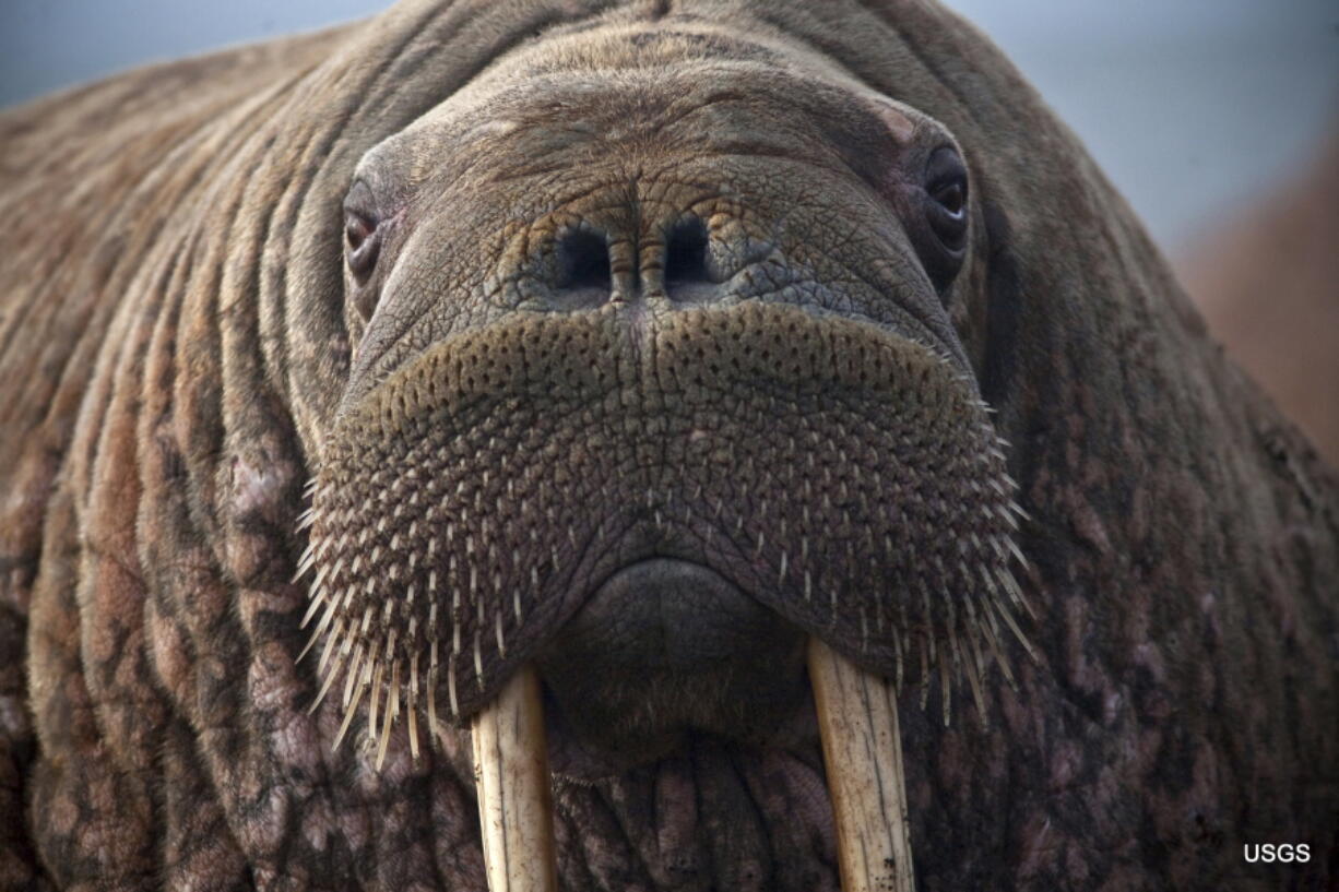 This photo provided by the United States Geological Survey shows a female Pacific walrus resting, Sept. 19, 2013 in Point Lay, Alaska. A lawsuit making its way through federal court in Alaska will decide whether Pacific walruses should be listed as a threatened species, giving them additional protections. Walruses use sea ice for giving birth, nursing and resting between dives for food but the amount of ice over several decades has steadily declined due to climate warming. (Ryan Kingsbery/U.S.