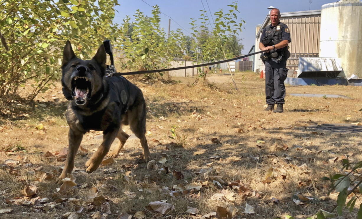 Portland Police K-9 Officer Shawn Gore gives commands to police dog Jasko on Sept. 6 in Portland. Jasko is wearing a new canine body camera on his back that Gore is testing out for the Portland Police Bureau, which currently outfits 10 dogs with body-worn cameras.