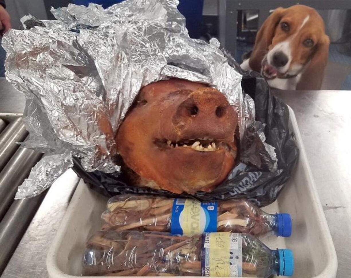 CBP Agriculture Detector K-9 named Hardy looks at a roasted pig’s head at Atlanta’s Hartsfield-Jackson International Airport. A passenger traveling from Ecuador was relieved of the leftovers after the beagle alerted to the baggage at the world’s busiest airport. (U.S.