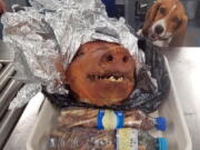 CBP Agriculture Detector K-9 named Hardy looks at a roasted pig’s head at Atlanta’s Hartsfield-Jackson International Airport. A passenger traveling from Ecuador was relieved of the leftovers after the beagle alerted to the baggage at the world’s busiest airport. (U.S.