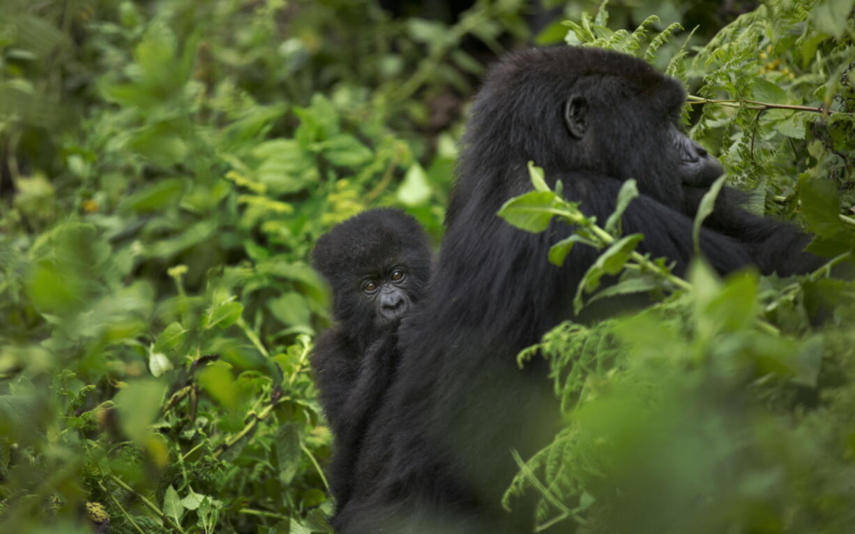 A baby mountain gorilla from the family of mountain gorillas named Amahoro, which means “peace” in the Rwandan language, clings to the back of its mother as she forages for food in the dense forest on the slopes of Mount Bisoke volcano in Volcanoes National Park, northern Rwanda. Gorilla tourism is an important income source for Rwanda, but a May 2017 doubling of safari permit fees meant a steep decline in visitors, so now fees have been reduced by 30 percent for the low season starting Nov. 2018 in the hope that visitors will return to the mountains.