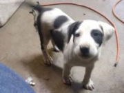 The Woodland Police Department says this puppy was stolen from the 9500 block of Pacific Highway. A Facebook post by the police department did not indicate when the theft happened.