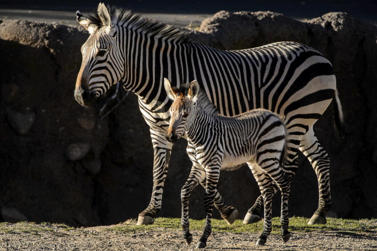 Clementine, left, a baby zebra, is seen with her mother, Zoe, at Utah’s Hogle Zoo in Salt Lake City on Tuesday Oct. 30, 2018.