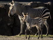 Clementine, left, a baby zebra, is seen with her mother, Zoe, at Utah’s Hogle Zoo in Salt Lake City on Tuesday Oct. 30, 2018.