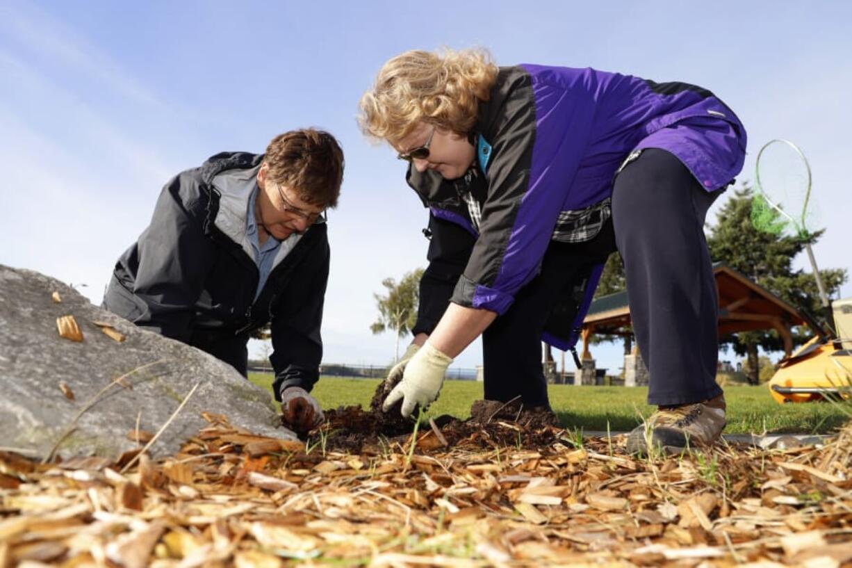 Tammy Jensen, left, and Karen Christensen of the Camas/Washougal Garden Club plant daffodil bulbs at Washougal Waterfront Park.