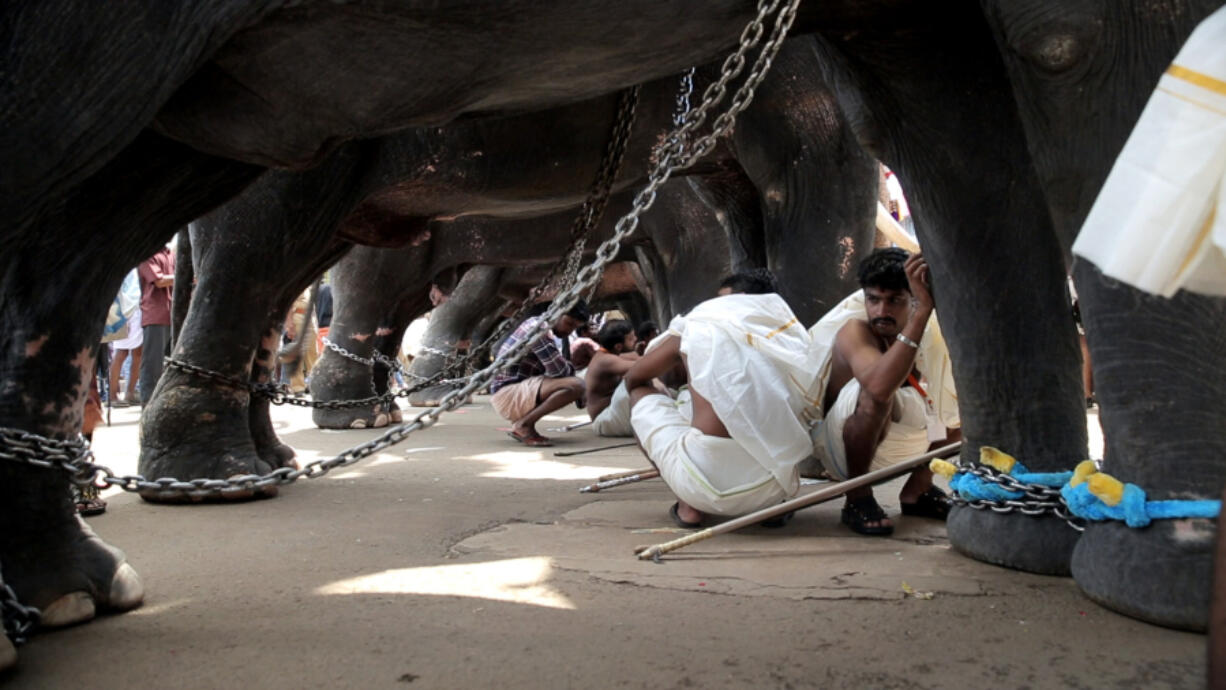 Asian elephants are shackled and marched around for use in religious rituals in southern India. Sangita Iyer’s new film explores their exploitation.