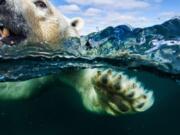 Underwater camera meets swimming polar bear, Hudson Bay.