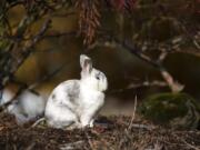 A bunny basks in the sun in the front yard of a home in central Vancouver’s Ogden neighborhood. There are dozens of the furry intruders in the area, with neighbors reporting anywhere from 30 to 200 on any given day.