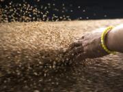 John Lindgren, export terminal director at United Grain, dips his hand into a conveyor belt transporting hard red winter wheat from a ship into storage containers at the Port of Vancouver.