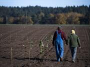 Rob Baur and his wife, Sue Marshall, walk a row of freshly planted hazelnut trees at Baurs Corner Farm in Ridgefield on Thursday. The family farm was originally a pear orchard but after losing money on pears, they decided to try something new.