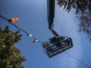 A crew with St. Mary’s Services of Vancouver ride a cherry picker to tree-top level while placing Christmas lights in Ester Short Park on Tuesday morning.