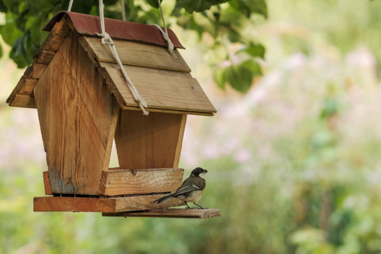 A bird rests on a backyard bird feeder.