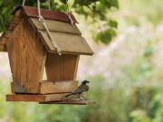 A bird rests on a backyard bird feeder.