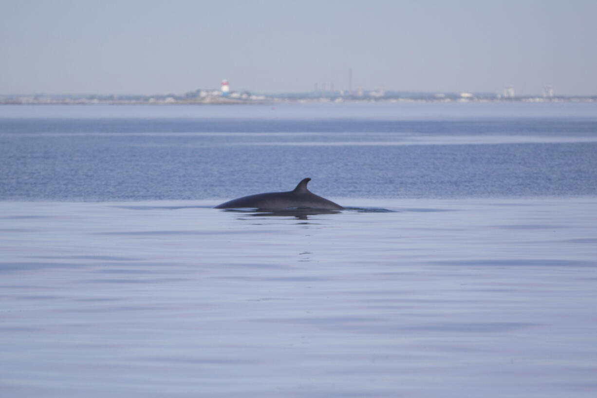 A Minke whale.