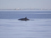 A Minke whale.