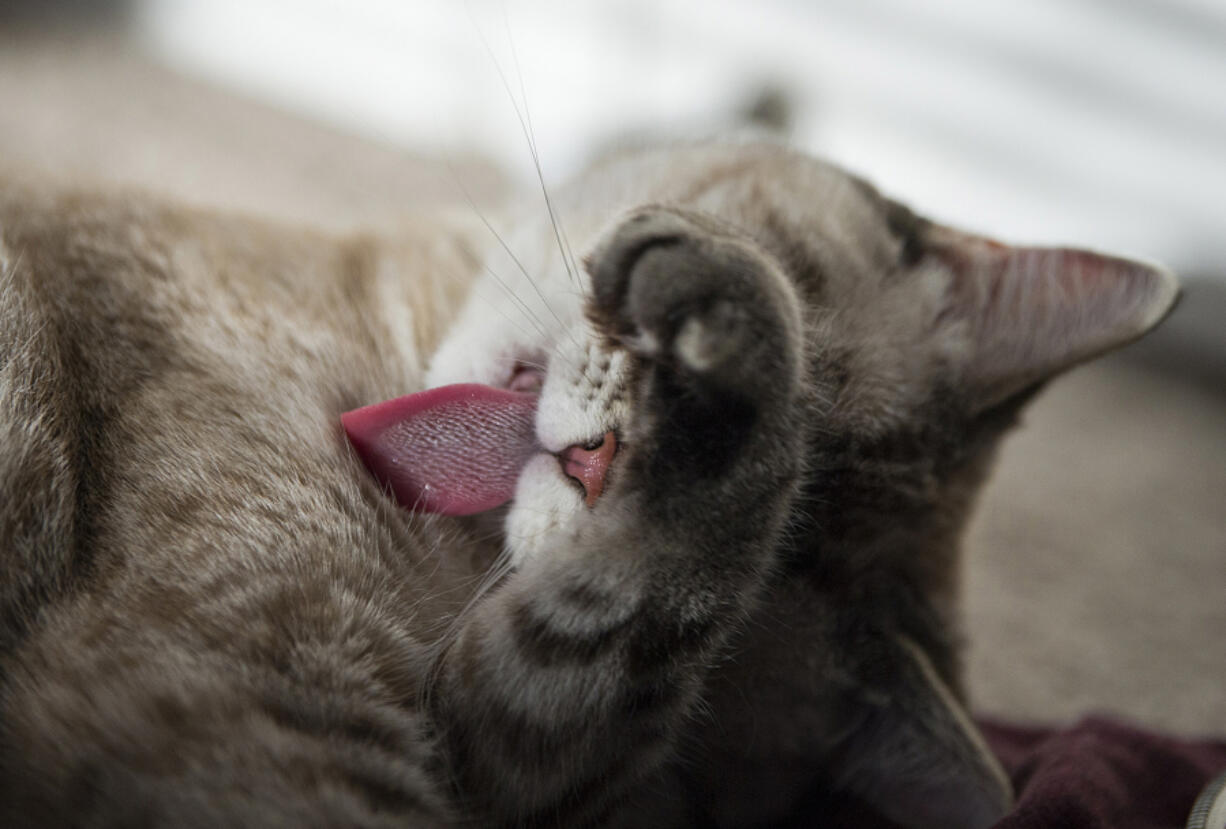 Kaya, a 3-year-old Siamese mix, keeps clean in her Vancouver apartment July 12.