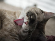 Kaya, a 3-year-old Siamese mix, keeps clean in her Vancouver apartment July 12.