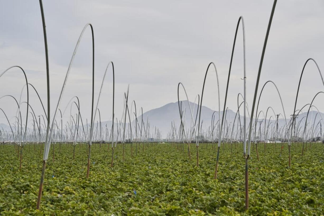 Many workers at Silent Springs farm in Oxnard, Calif., were exposed to smoke from the Hill Fire during their shifts.