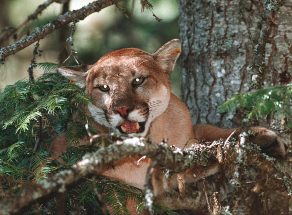 Though rare, attacks by cougars are getting renewed attention following two recent deadly encounters.