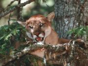 Though rare, attacks by cougars are getting renewed attention following two recent deadly encounters.