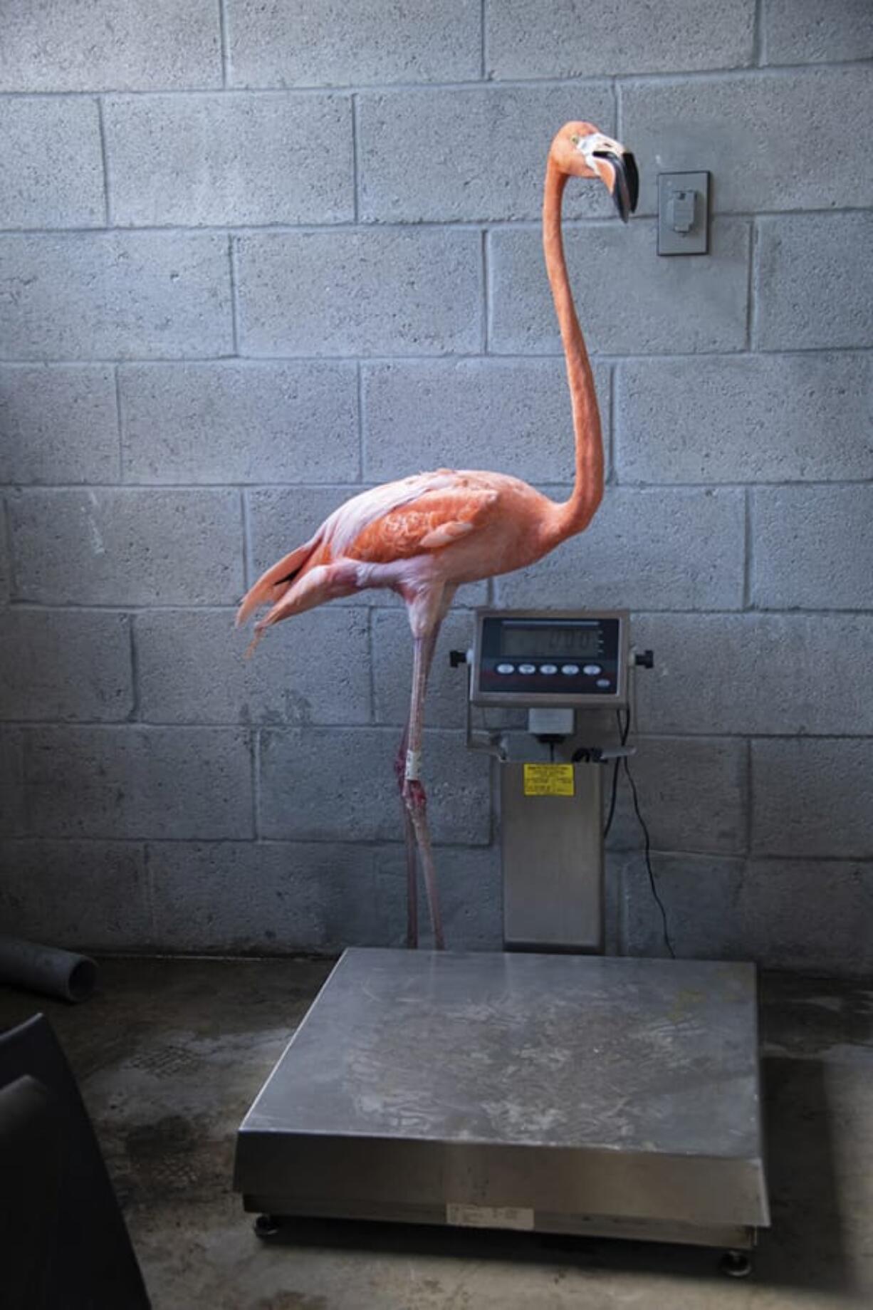 A flamingo is weighed as part of its annual wellness exam.