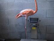 A flamingo is weighed as part of its annual wellness exam.