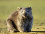 Wombat is seen at Narawntapu National Park, Tasmania, Australia. Scientists have been trying to understand why a wombat’s defecation is a cube.