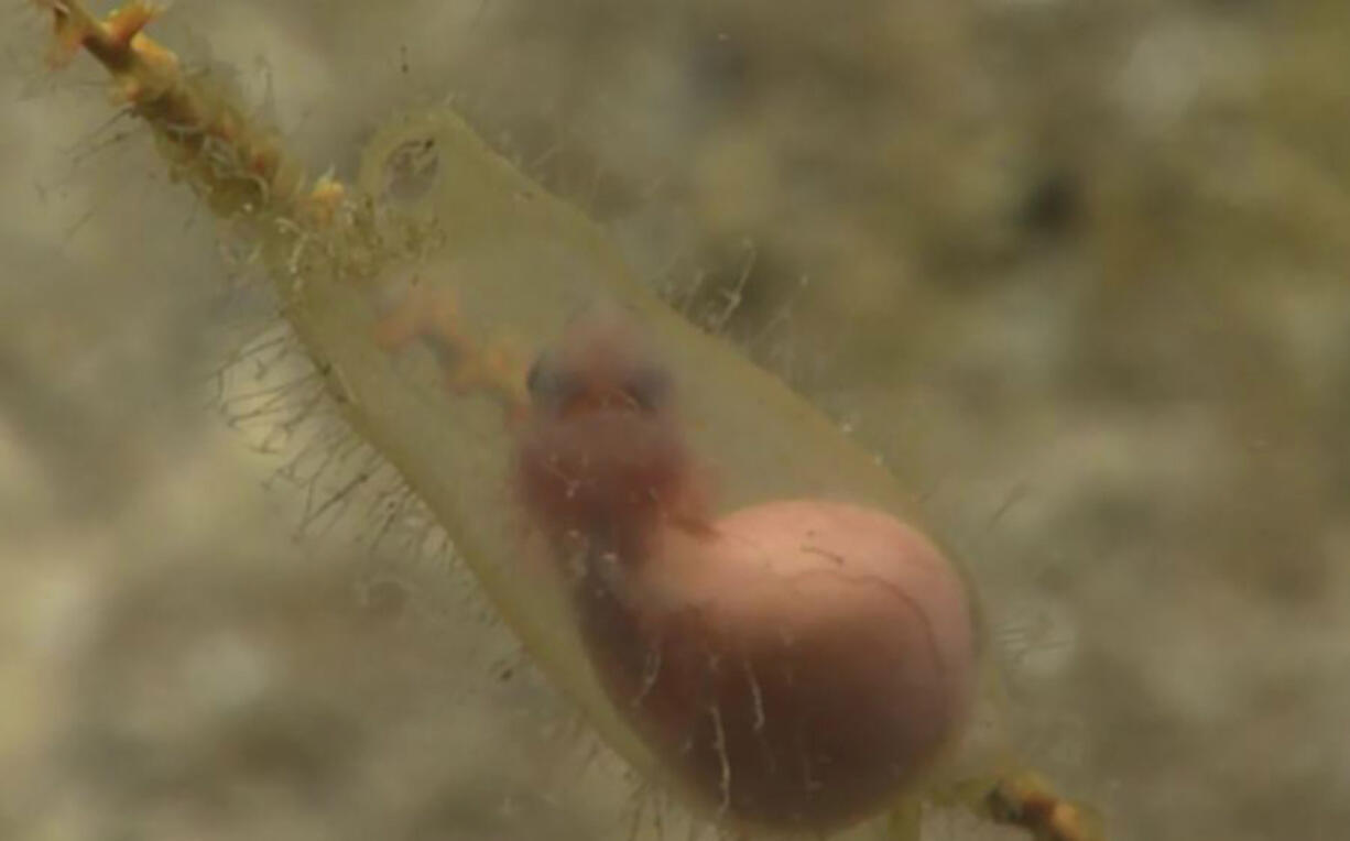 NOAA picture of the mysterious egg, since identified as a catshark egg.