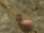 NOAA picture of the mysterious egg, since identified as a catshark egg.