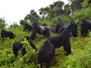 This 2014 photo provided by the Dian Fossey Gorilla Fund shows a group of mountain gorillas in Rwanda's Volcanoes National Park. On Wednesday, Nov. 14, 2018, the International Union for Conservation of Nature updated the species’ status from “critically endangered” to “endangered.” The designation is more promising, but still precarious.