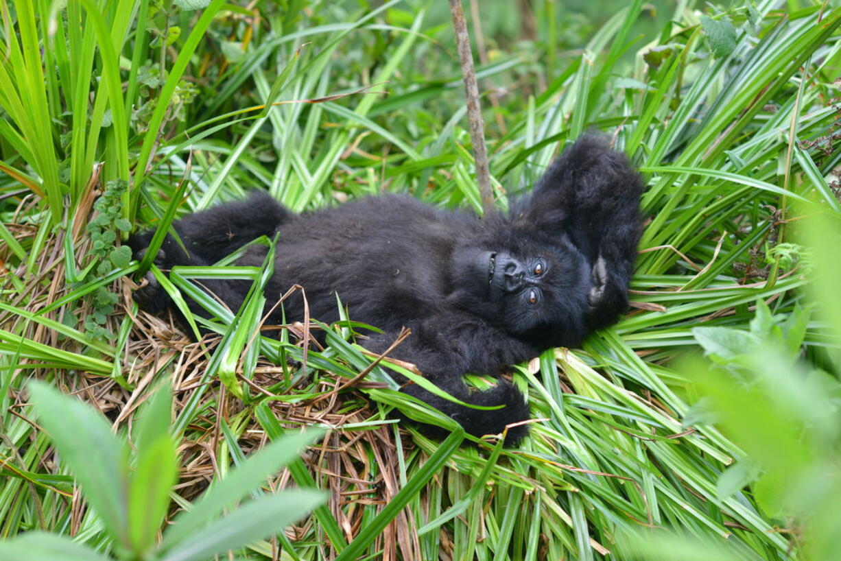 In this 2016 photo provided by the Dian Fossey Gorilla Fund, a young mountain gorillas named Fasha, who has faced a number of challenges in her young life, including having been caught in a snare in the past, lies in the grass in Rwanda's Volcanoes National Park. On Wednesday, Nov. 14, 2018, the International Union for Conservation of Nature updated the species’ status from “critically endangered” to “endangered.” The designation is more promising, but still precarious.