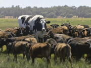 Knickers the steer, center back, is in paddock with cow herd in Lake Preston, Australia. A enormous steer in the state of Western Australia has avoided the abattoirs by being too big. The 194 centimeters-tall bovine, dubbed “Knickers”, is believed to be the tallest in the country and weighs about 1.4 tons, local media reported.