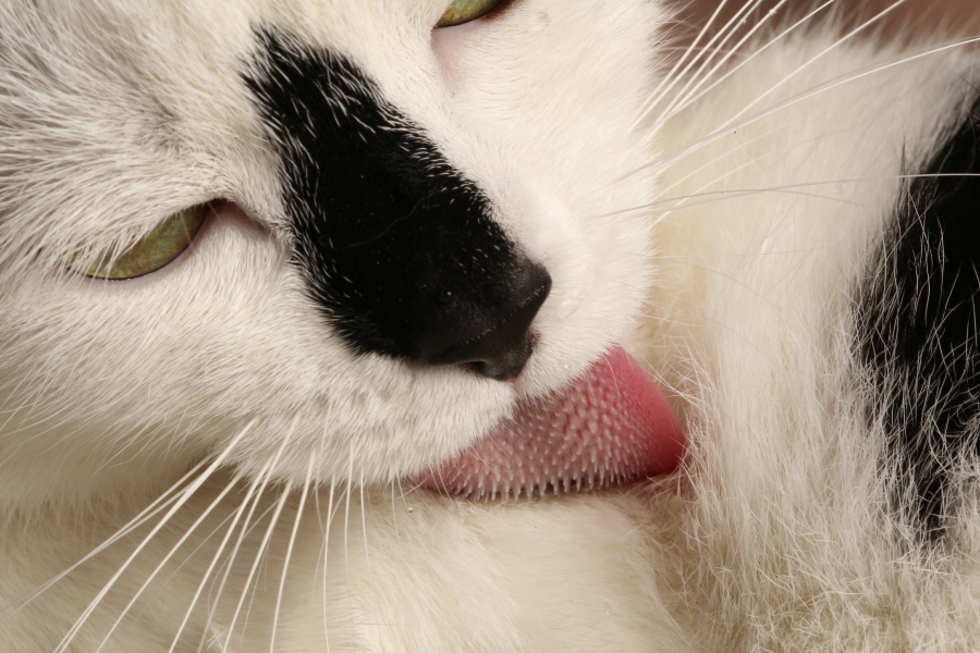 A domestic cat grooms its fur.