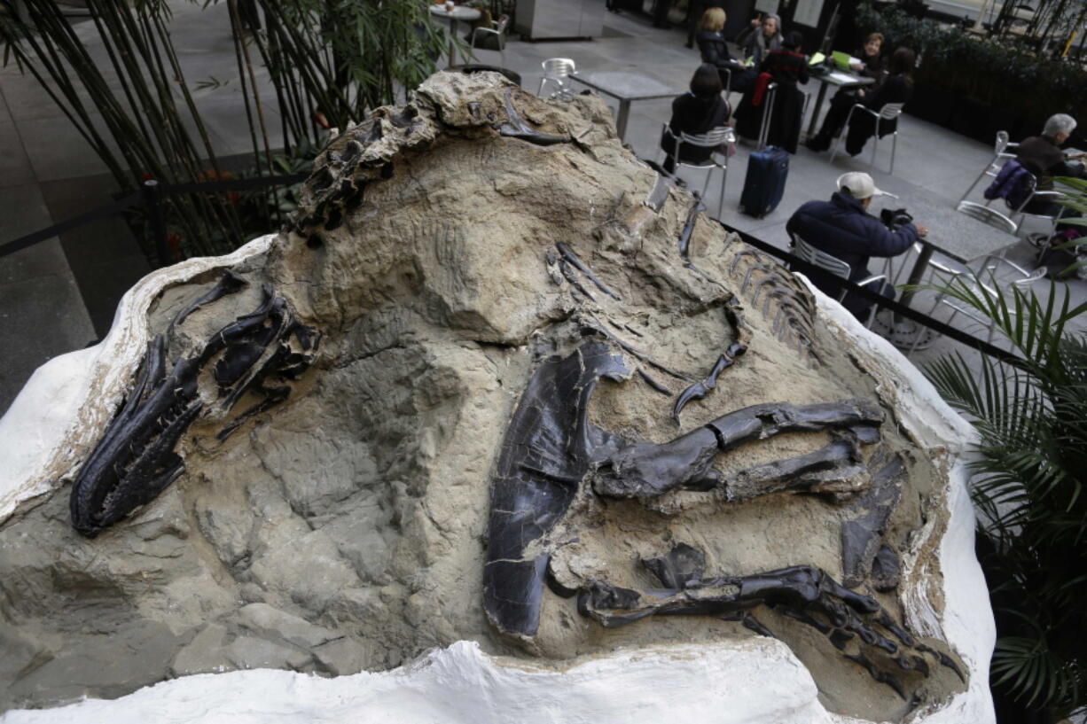 In this Nov. 14, 2013 file photo, one of two “dueling dinosaur” fossils is displayed in New York. Ownership of two fossilized dinosaur skeletons found on a Montana ranch in 2006 are the subject of a legal battle over whether they are part of a property’s surface rights or mineral rights. The 9th U.S. Circuit Court of Appeals issued a split decision saying fossils are minerals under mineral rights laws.