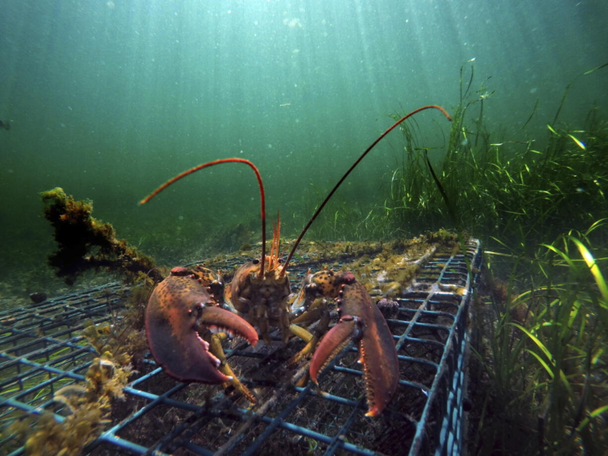 A lobster walks over the top of a lobster trap in September off the coast of Biddeford, Maine. Heavy demand from Canada is buoying the American lobster industry as both countries head into the busy holiday export season.