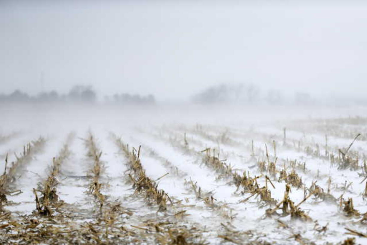 Rows of corn stalks stand in blowing snow north of Nebraska City, Neb., Sunday, Nov. 25, 2018. Blizzard-like conditions have closed highways and delayed air travel as a winter storm moves through the Midwest.